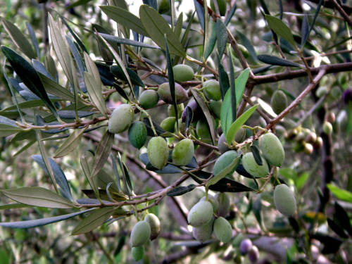 2135675730_02acbd214d_b