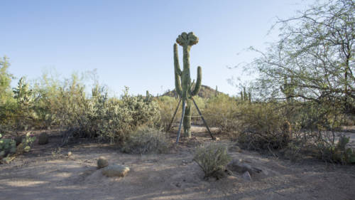 Arizona Botanical Garden 5