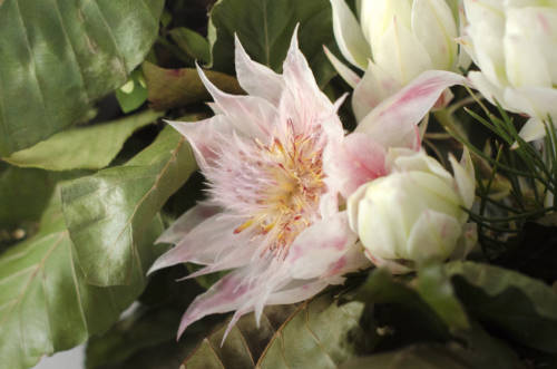 Bouquet of the Week Lena 4