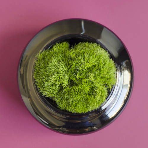 Green Ball Dianthus Ask Ella 2