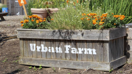 Urban Farm Randall