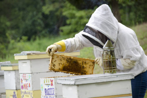 Little Pond Honey GC 1