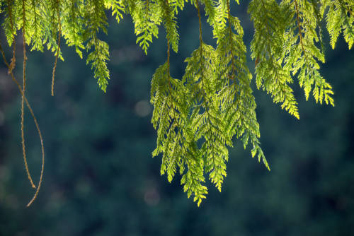 14444072269_f26c67fed1_k