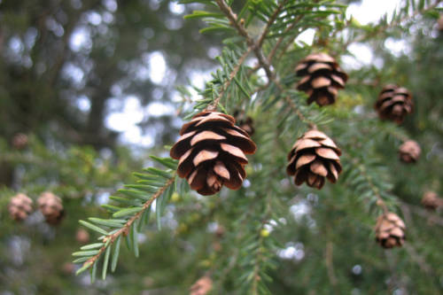 pinecone