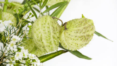 Ask Ella Balloon Plant 1