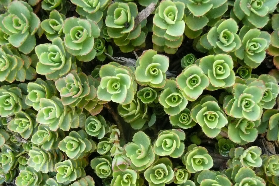 Do Plants Experience Pain? Garden Collage Magazine