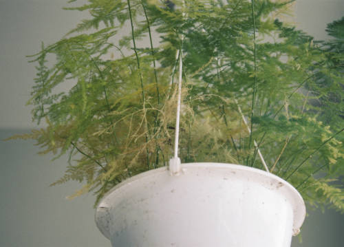 houseplants_garden-collage_beatrice-helman-2