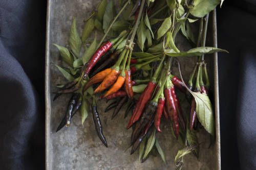 natural-viagra_garden-collage_andreana-bitsis