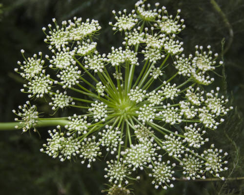 queen-annes-lace_garden-collage_andreana-bitsis-2