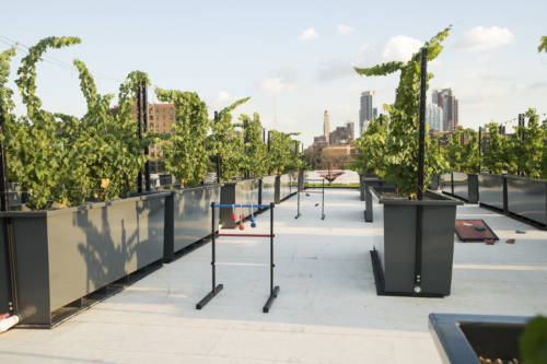 rooftop_reds-20160818-dsc03756_abel_