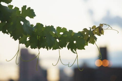 rooftop_reds-20160818-dsc04013_abel_