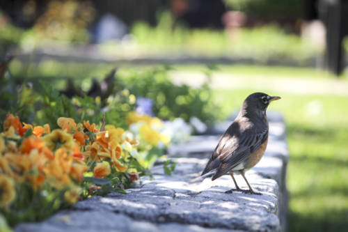 socrates-sculpture-_garden-collage_nora-rose-mueller