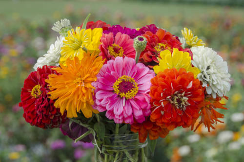 weed-vineyards_garden-collage_andreana-bitsis-2