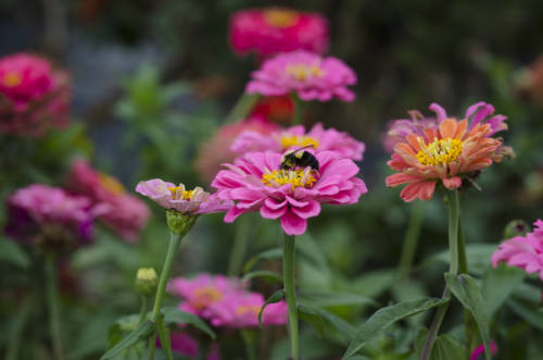 weed-vineyards_garden-collage_andreana-bitsis-25