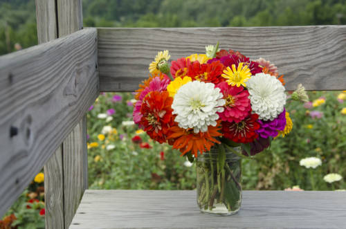 weed-vineyards_garden-collage_andreana-bitsis-7