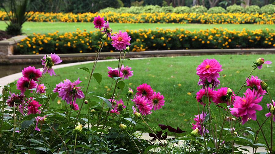 Rose Mary Haggar Rose Garden