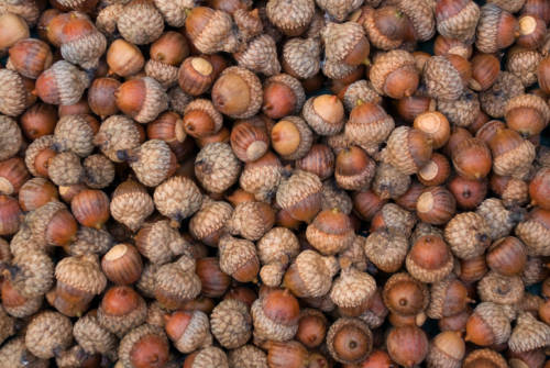 Acorns