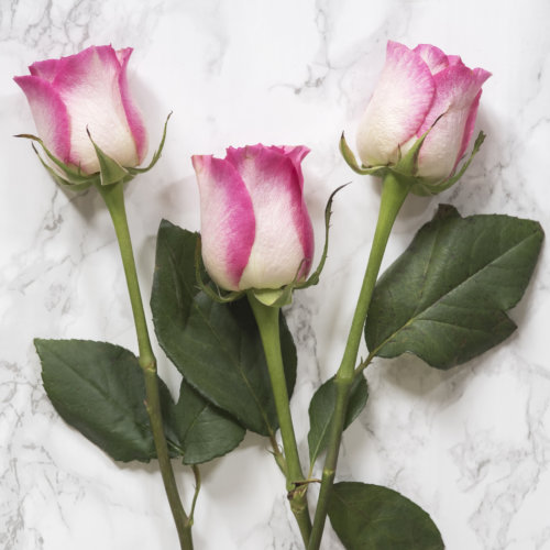 baked-flowers-peter-krask_garden-collage_andreana-bitsis-3