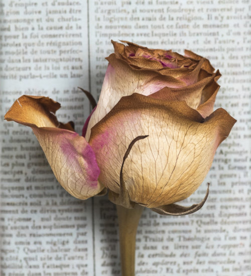 baked-flowers-peter-krask_garden-collage_andreana-bitsis-hero