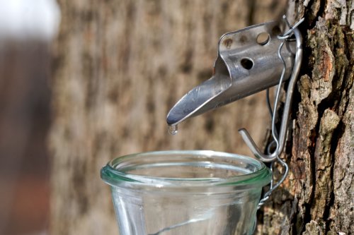 canadian-maple-image