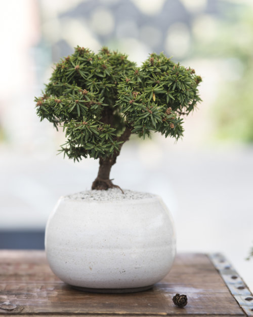 dandy-farmer_garden-collage_andreana-bitsis-5