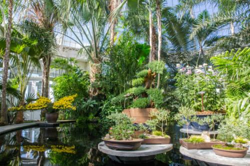 nybg-kiku-butterfly-bonsai-mco