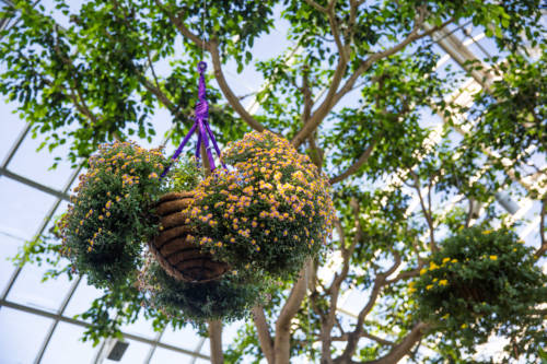 nybg-kiku-hangingkikubasket