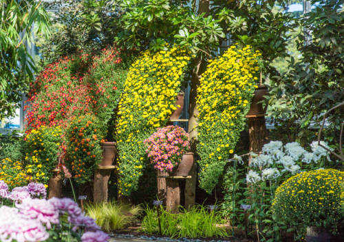 nybg-kiku-kengai-mco