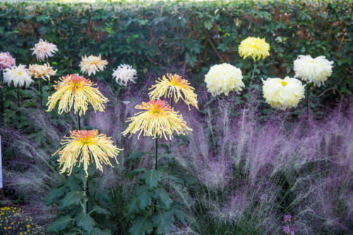 nybg-kiku-spidermums-ogiku-mco