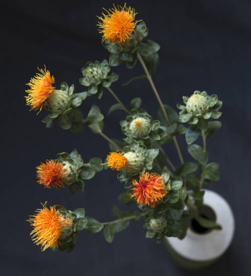 safflower_garden-collage_andreana-bitsis_hero