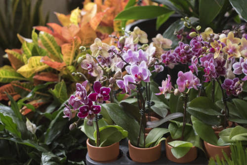 urban-garden-center_garden-collage_andreana-bitsis-8