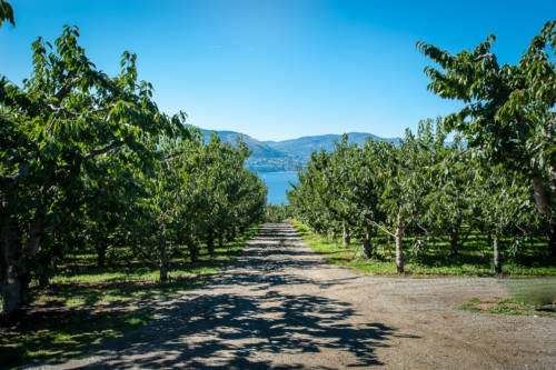 el-orchard-lane-0628