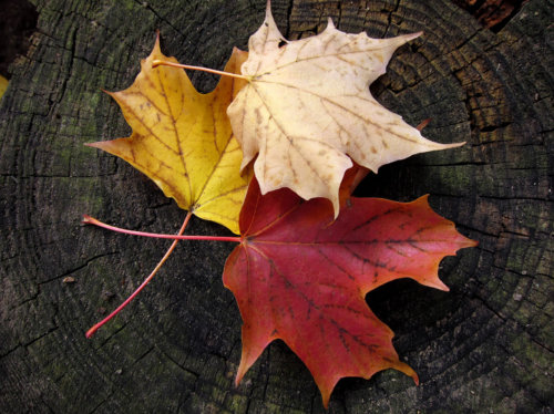 5116654956_48df161db3_o