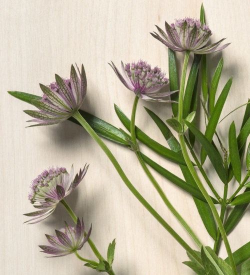 ask-ella-astrantia_garden-collage_andreana-bitsis-hero