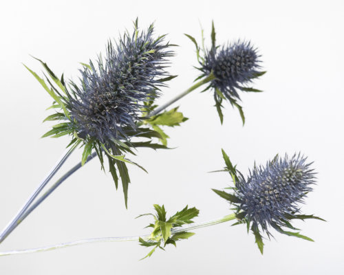 ask-ella-thistle_garden-collage_andreana-bitsis-2