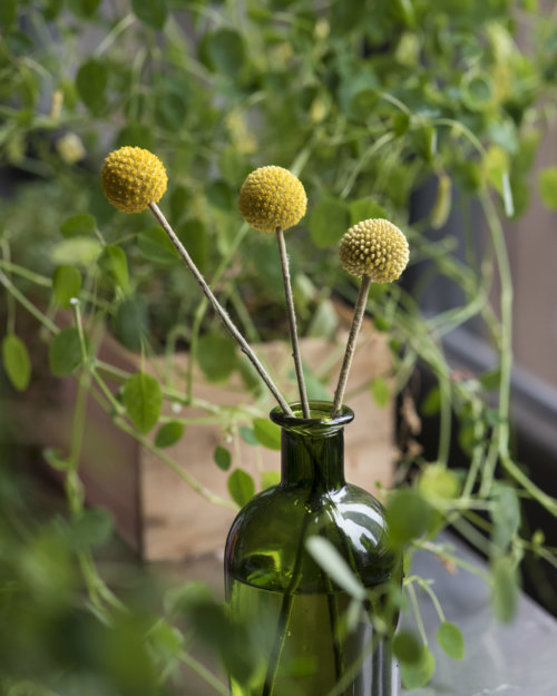 billy-button_garden-collage_andreana-bitsis-2