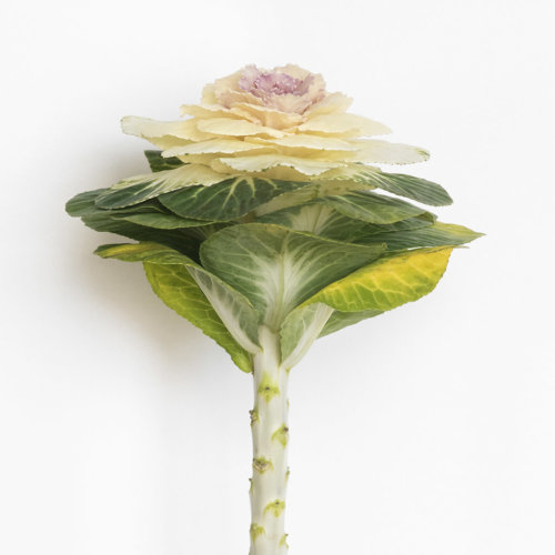 cabbage-flower-1_garden-collage_andreana-bitsis