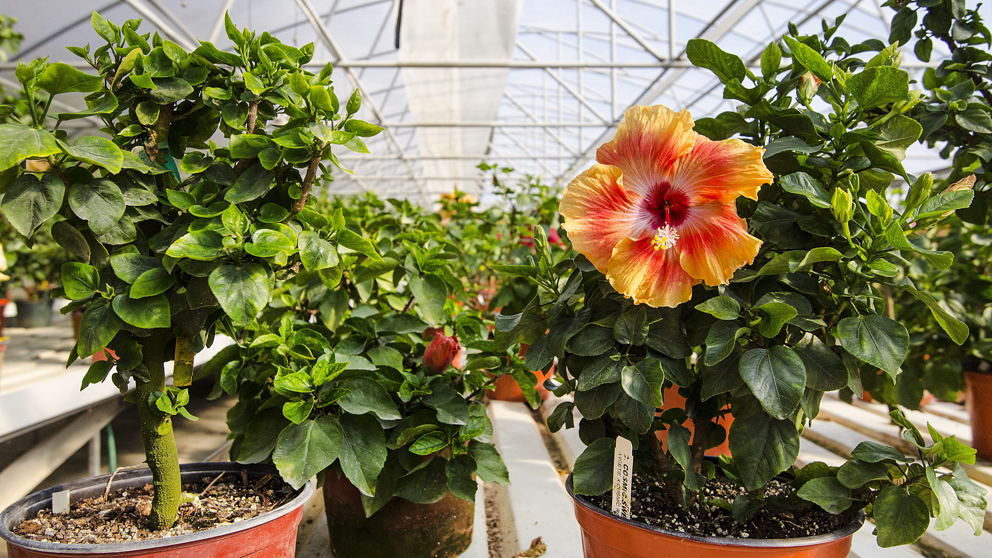 Cajun Two Step, This Dupont-Gerlich hibiscus cultivar is on…