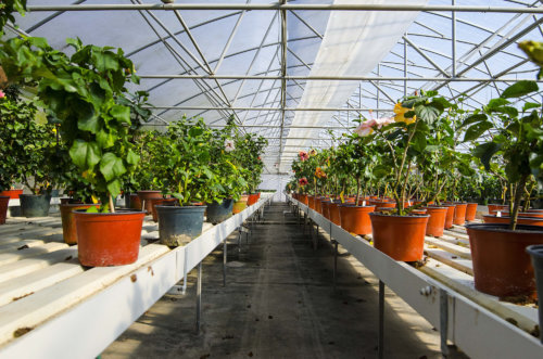 cajun-hibiscus_garden-collage_katie-sikora-4