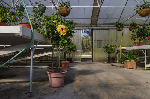 cajun-hibiscus_garden-collage_katie-sikora