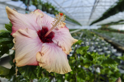 cajun-hibiscus_garden-collage_katie-sikora-9