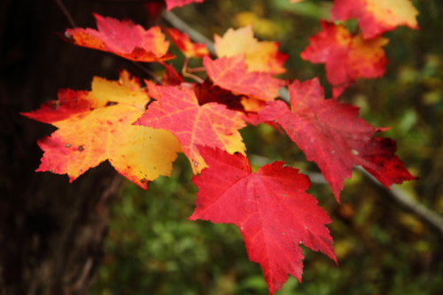 canadian-maple-image-3