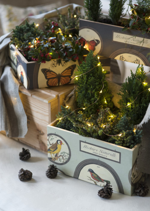 fort-for-plants_garden-collage_andreana-bitsis