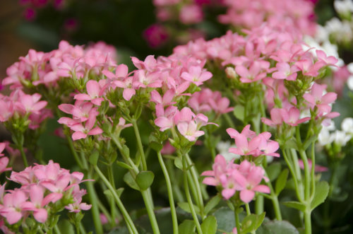 kings-county-nursery_garden-collage_andreana-bitsis-10