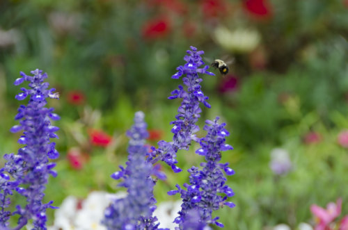 kings-county-nursery_garden-collage_andreana-bitsis-11