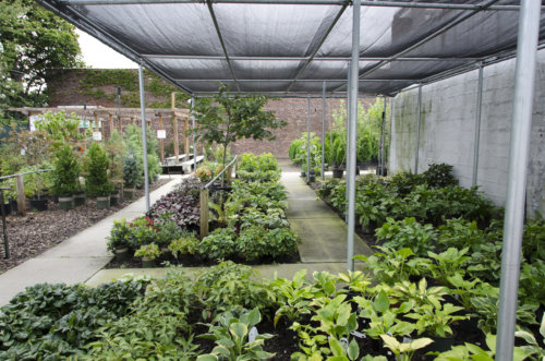 kings-county-nursery_garden-collage_andreana-bitsis-22