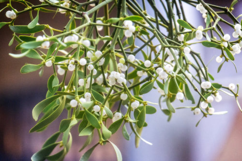 24278901199_797cf6a9e4_k