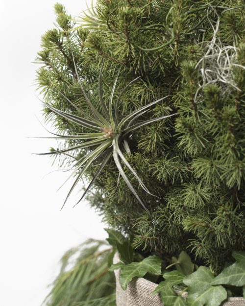 botanical-tree-decor_garden-collage_andreana-bitsis