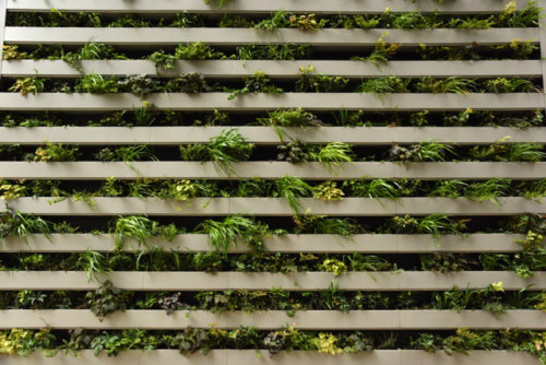 paddington-bear-green-wall