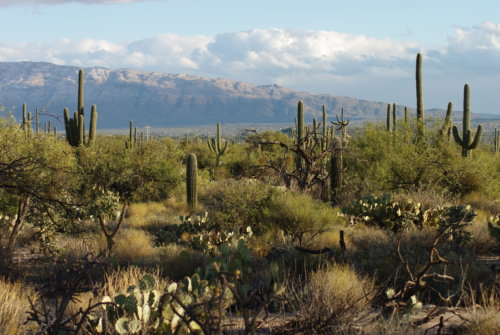 saguaro-cactus_megan-mccormick